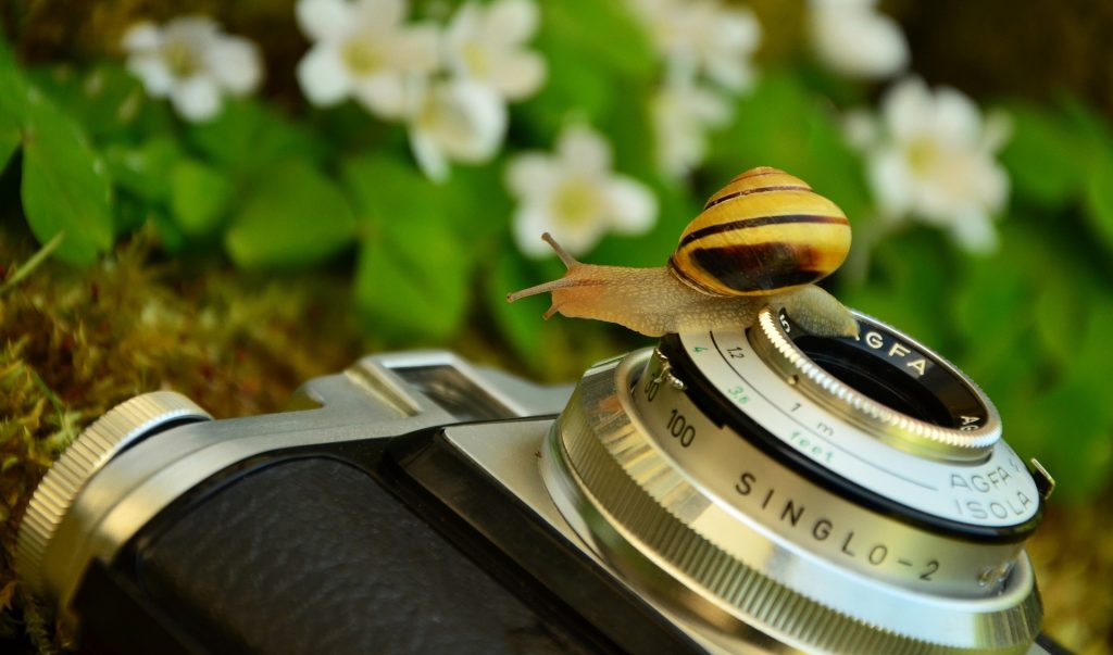 close up mega pixel snail on a intermediate camera